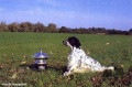 Setter Anglais FAY DE PLAYABARRI Setter Anglais FAY DE PLAYABARRI